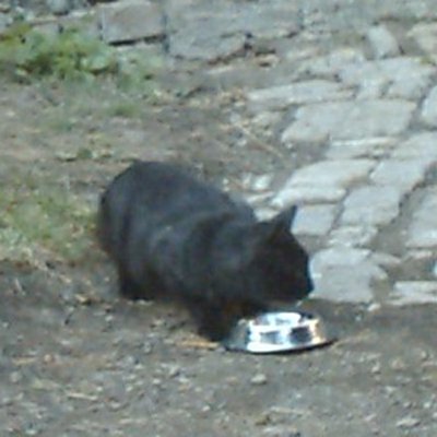 bad Cat