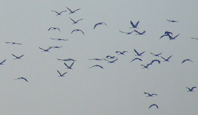 Kranichflug 2010